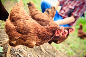 IMG_9554_72dpi_9X131